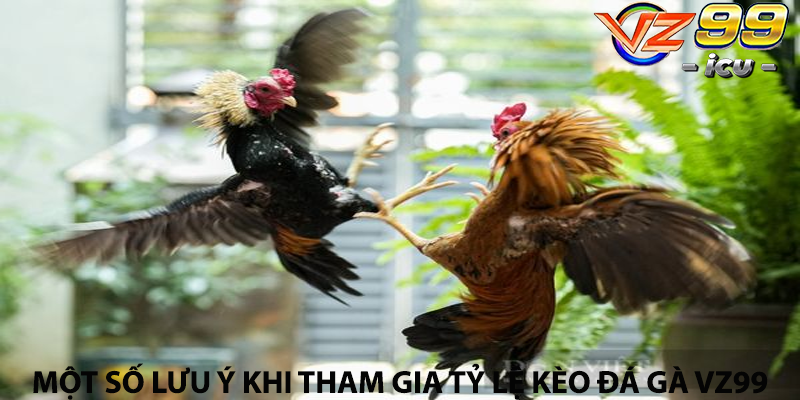 Một số lưu ý khi tham gia tỷ lệ kèo đá gà Vz99